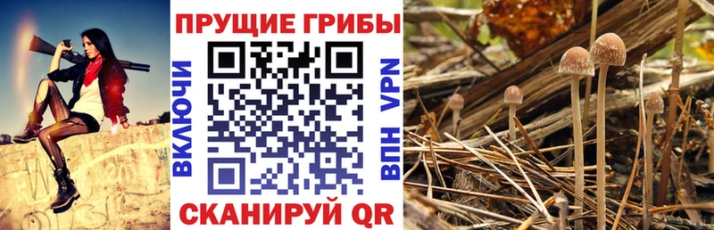Псилоцибиновые грибы мухоморы  кракен зеркало  Сибай 